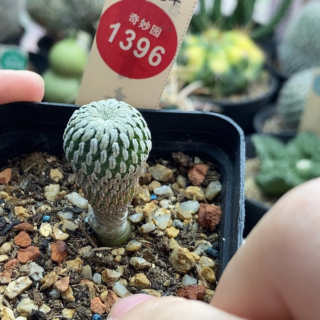 实生赤花精巧殿1.8cm