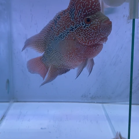 罗汉鱼鸿运罗汉鱼一条