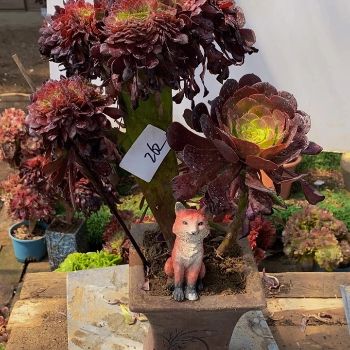 262号铜壶缀化多肉