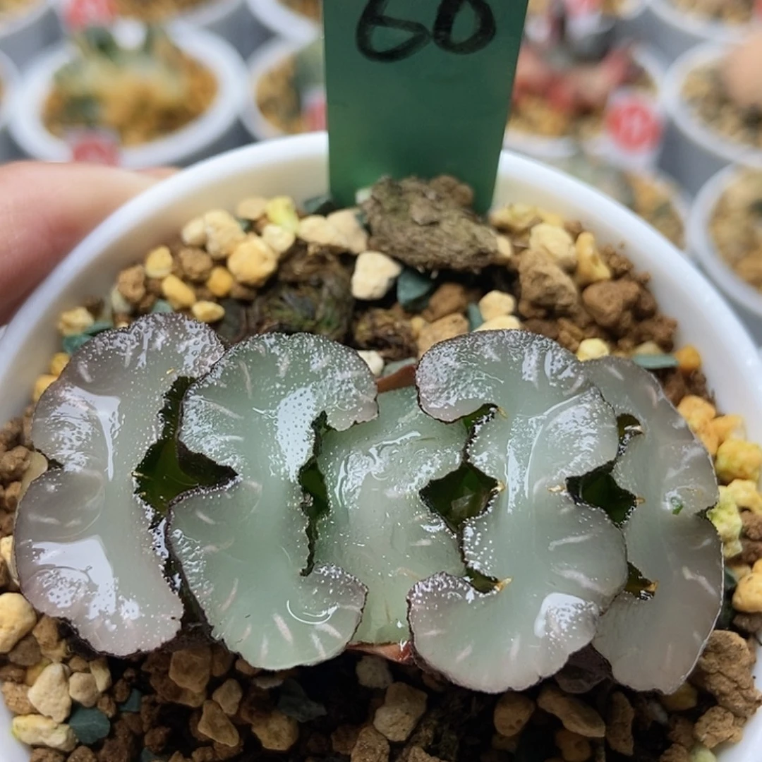 鬼盐稻妻60111111111