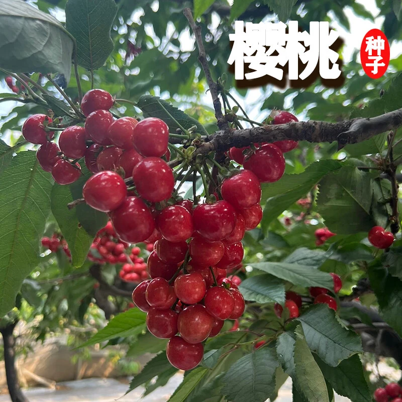樱桃树车厘子树南方北方种植盆栽庭院果树矮化樱桃树大樱桃种孑籽