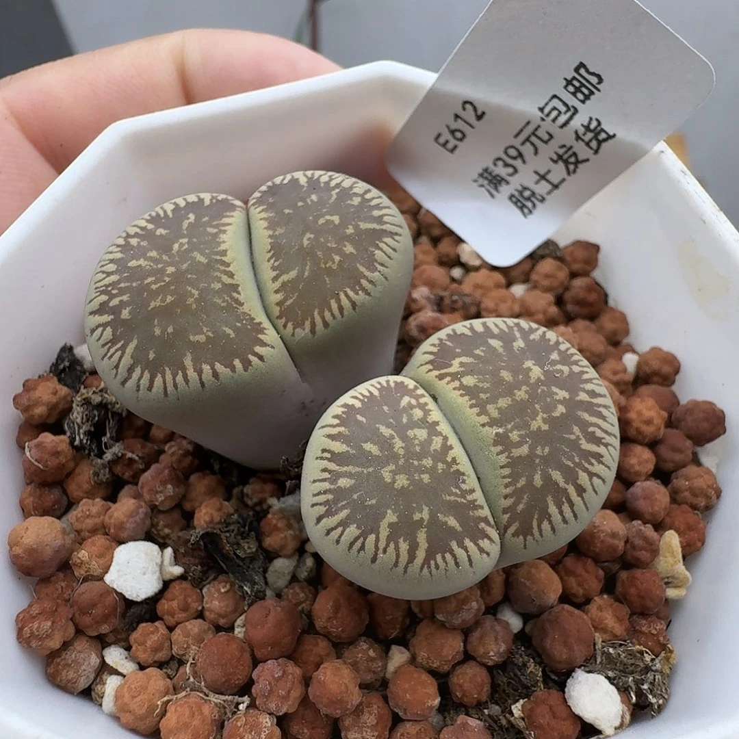 615多肉哈哈哈哈哈哈哈