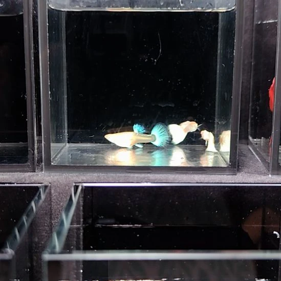 孔雀鱼白雪公主2公1母