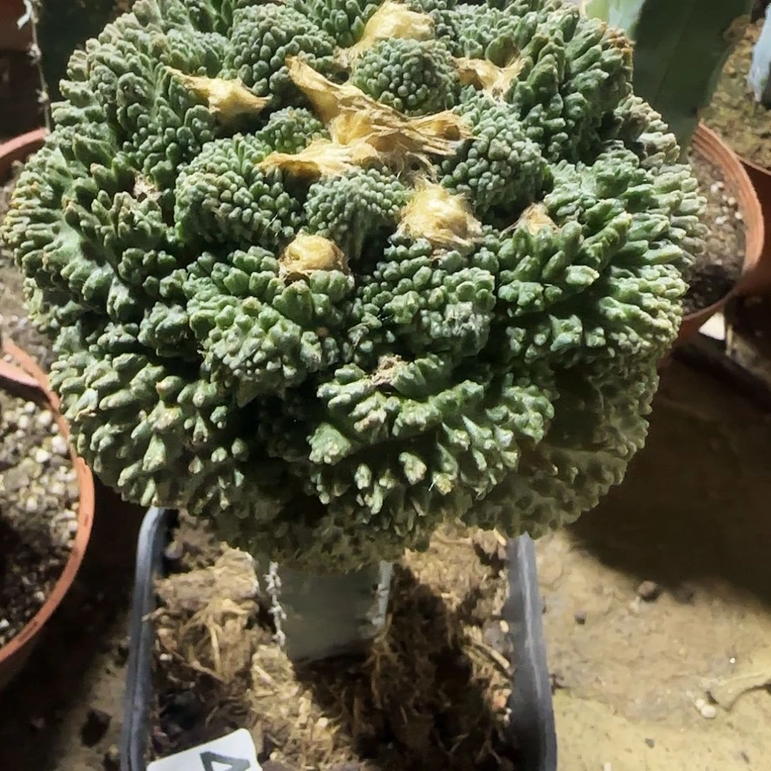 强***笑大牡丹435。