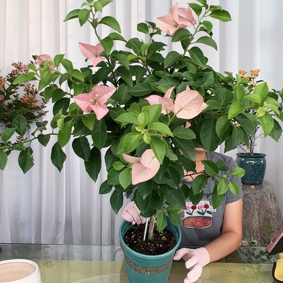 当前无花栽培后可以开花卡亚塔一颗，不一定带花