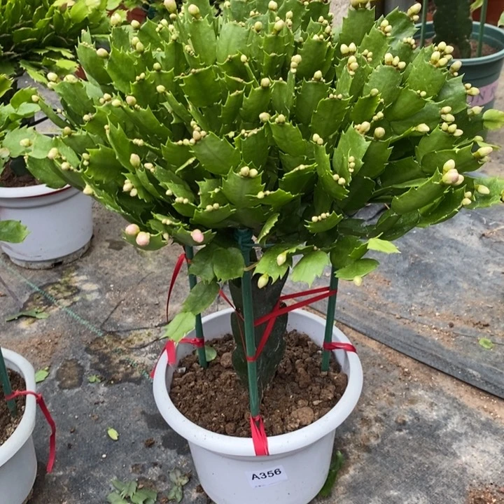 当前无花栽培后可以开花356嫁接海浪