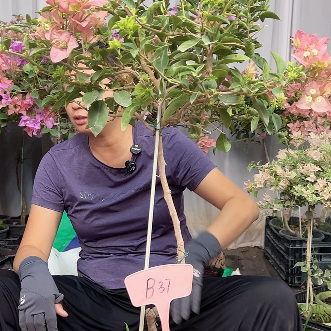 小***歆当前无花栽培后可以开花B37卡亚塔