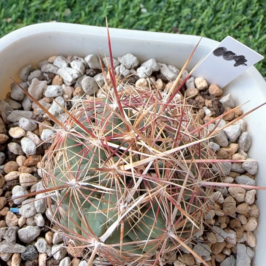 004脱土发 实生球球