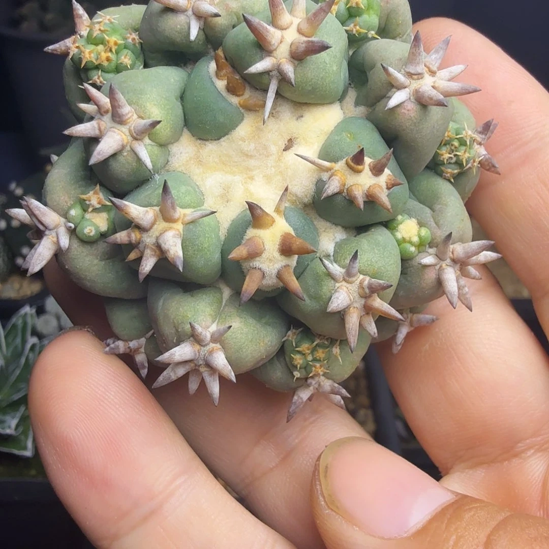 短豪刺獠牙小蛋油多肉植物