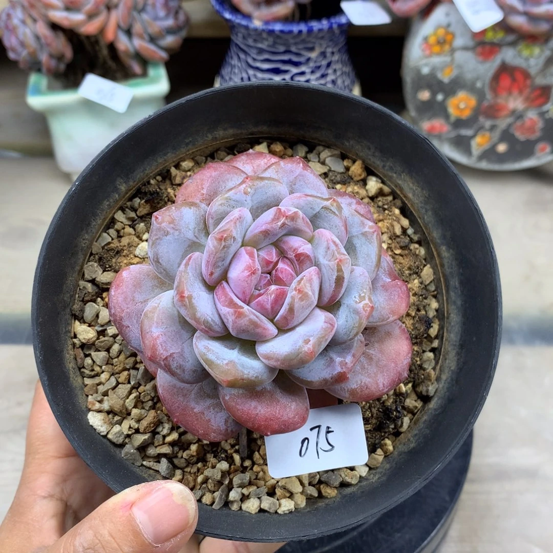 粉底紫心075/7cm多肉