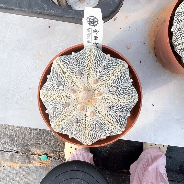 特价金毛昭和奇迹一物一拍