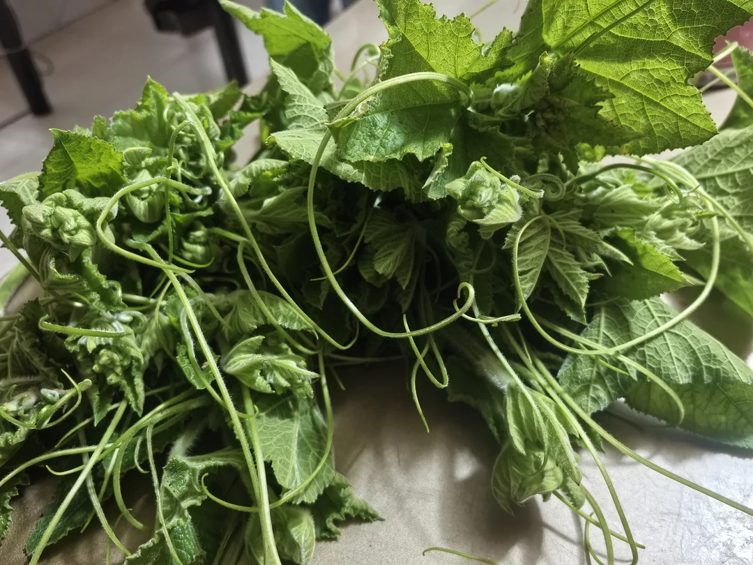 重庆梁平蔬果珍选新鲜南瓜尖龙须菜时令农家蔬菜