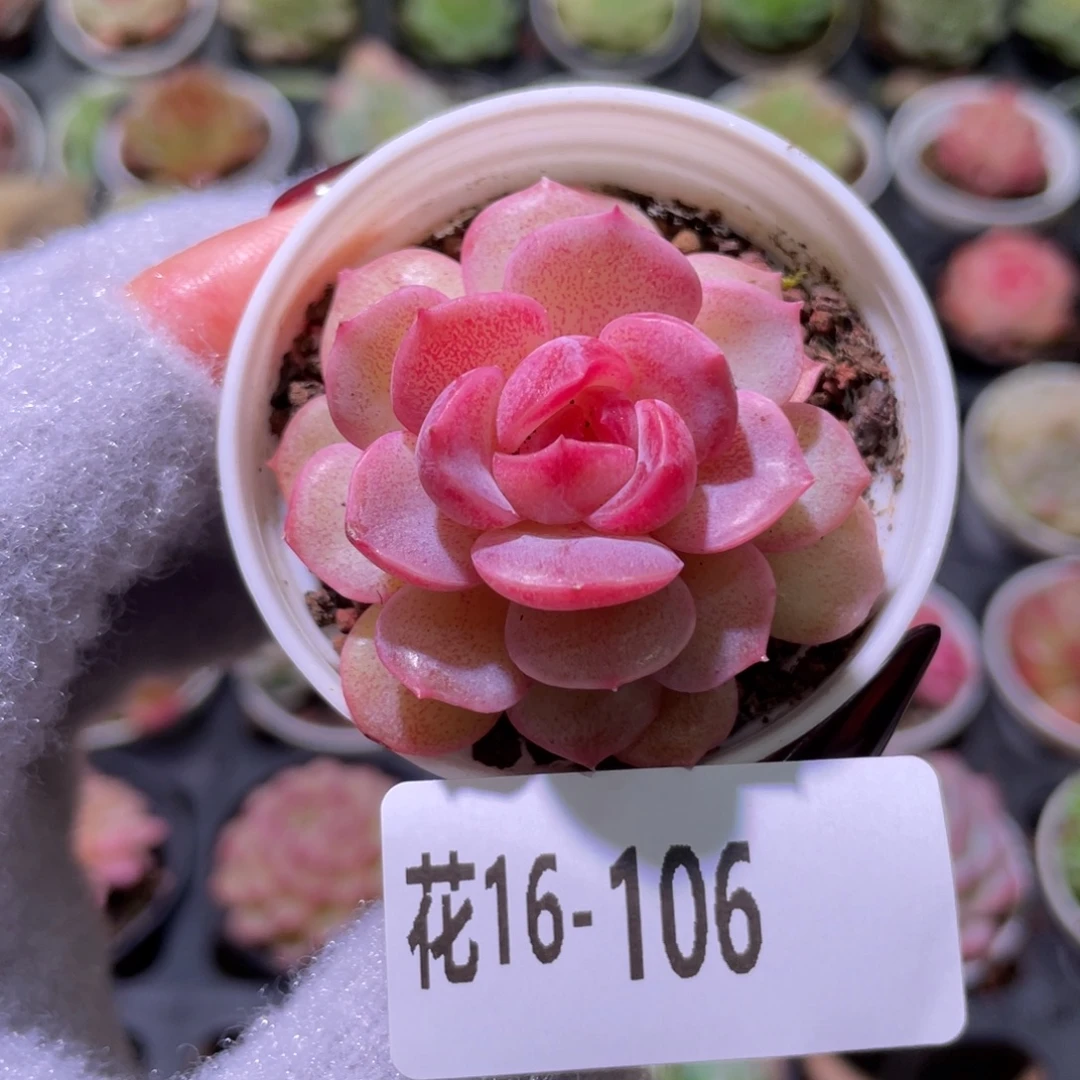 花利美16-106新品单头