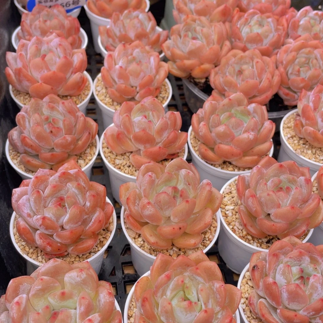 量拍66号 果冻韩版仙女橙单头5个