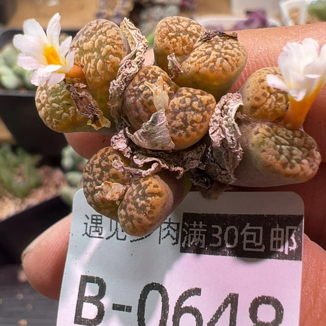 多肉植物1111111111111
