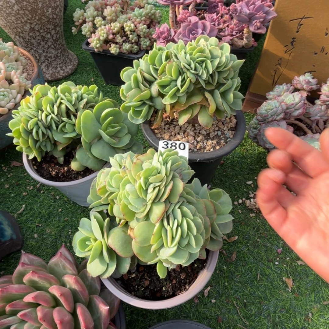 碧桃缀多肉植物三颗量拍