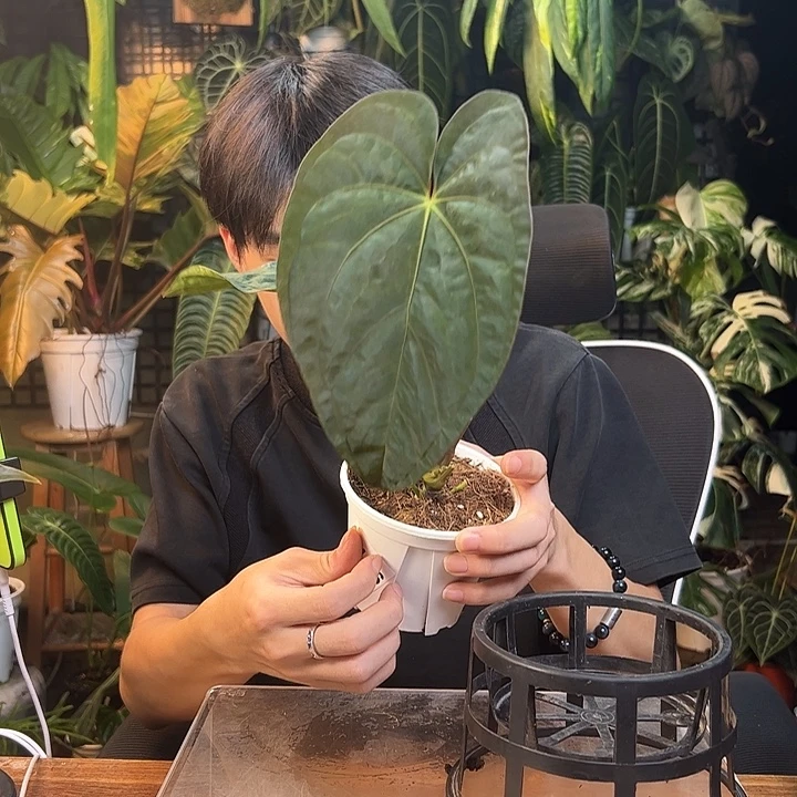 海***帆完全开放一物一拍Q38