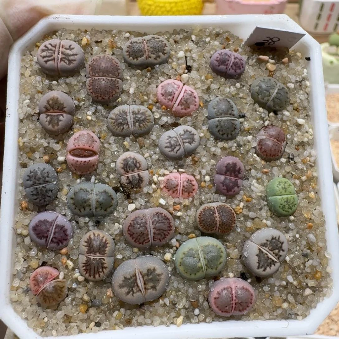 0711-05星空彩菊菊菊菊