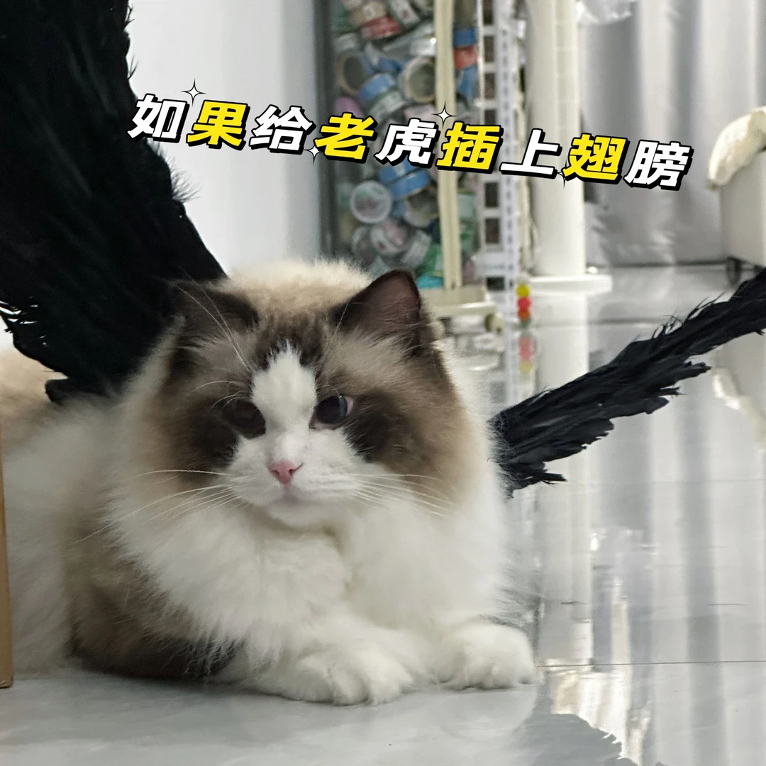 猫猫羽毛翅膀布偶翅膀猫咪cos背饰猫咪翅膀老虎翅膀宠物cos服饰