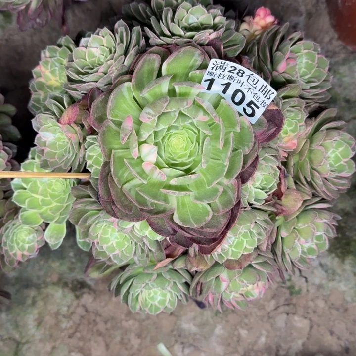 1105万花筒多肉植物