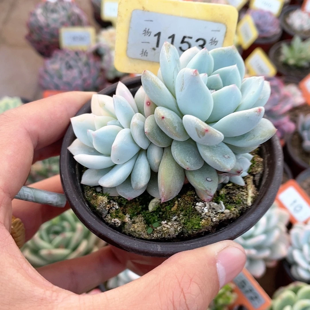 【闪购商品】繁**锦1153不包砍