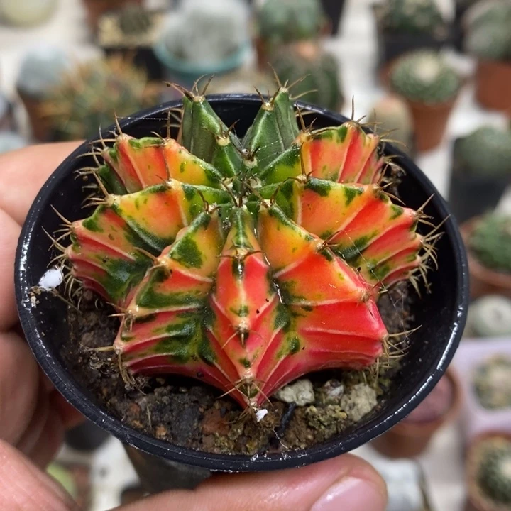 实生肋骨锦特价福利