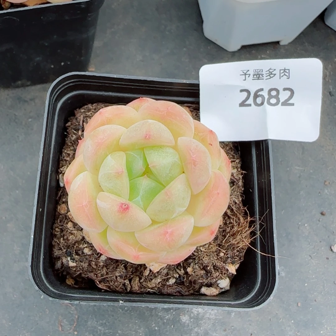 倾城珍妮，2682多肉植物