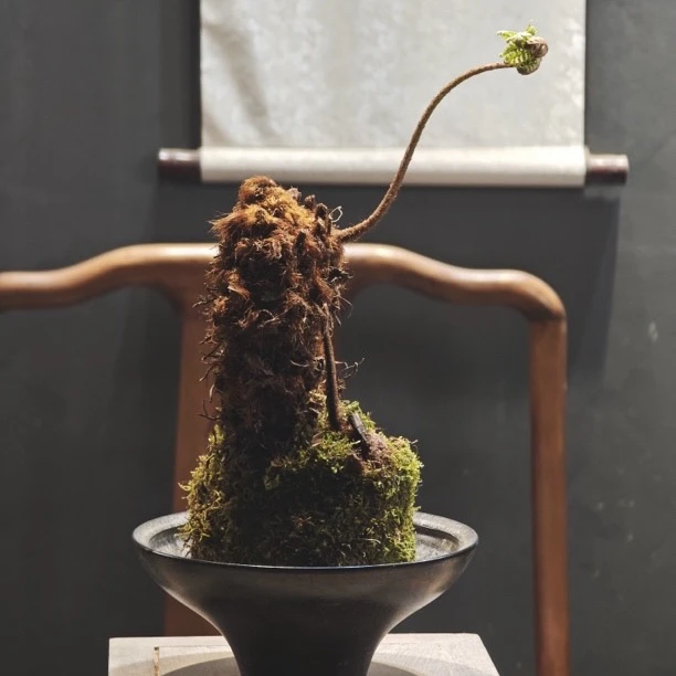 桌面摆放虹鳞蕨室内绿植摆设禅意生活中式