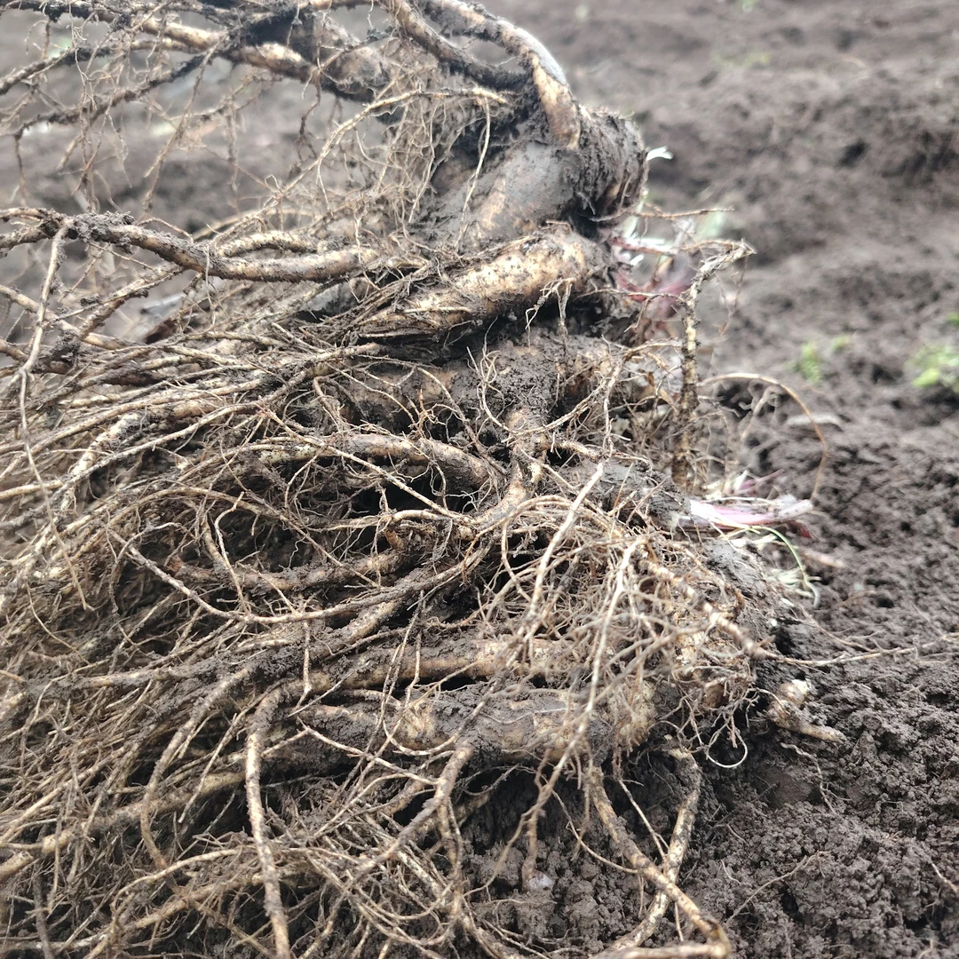 甘肃原产地当季新鲜当归带有浮土500克包邮