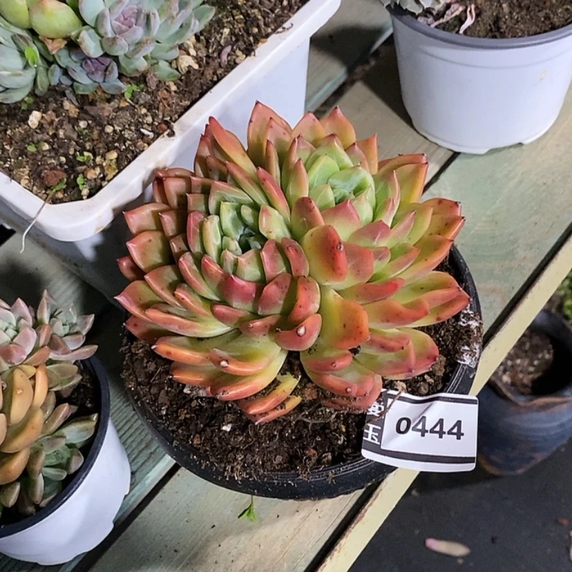 【闪购商品】红鸾0444