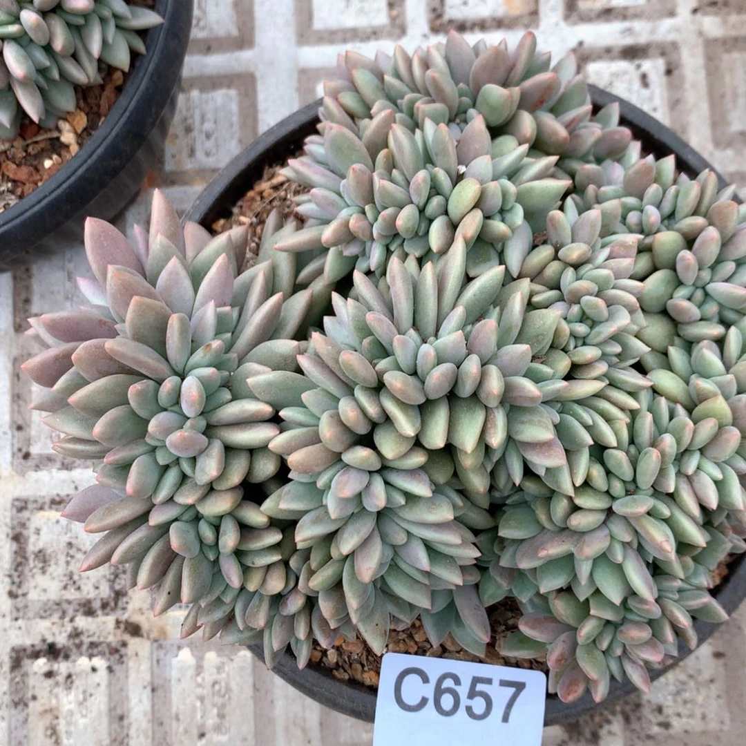 C657 售后范围：签收起7天内