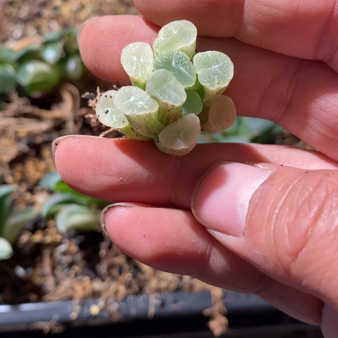 350 一颗糊斑万象锦 点赞福利