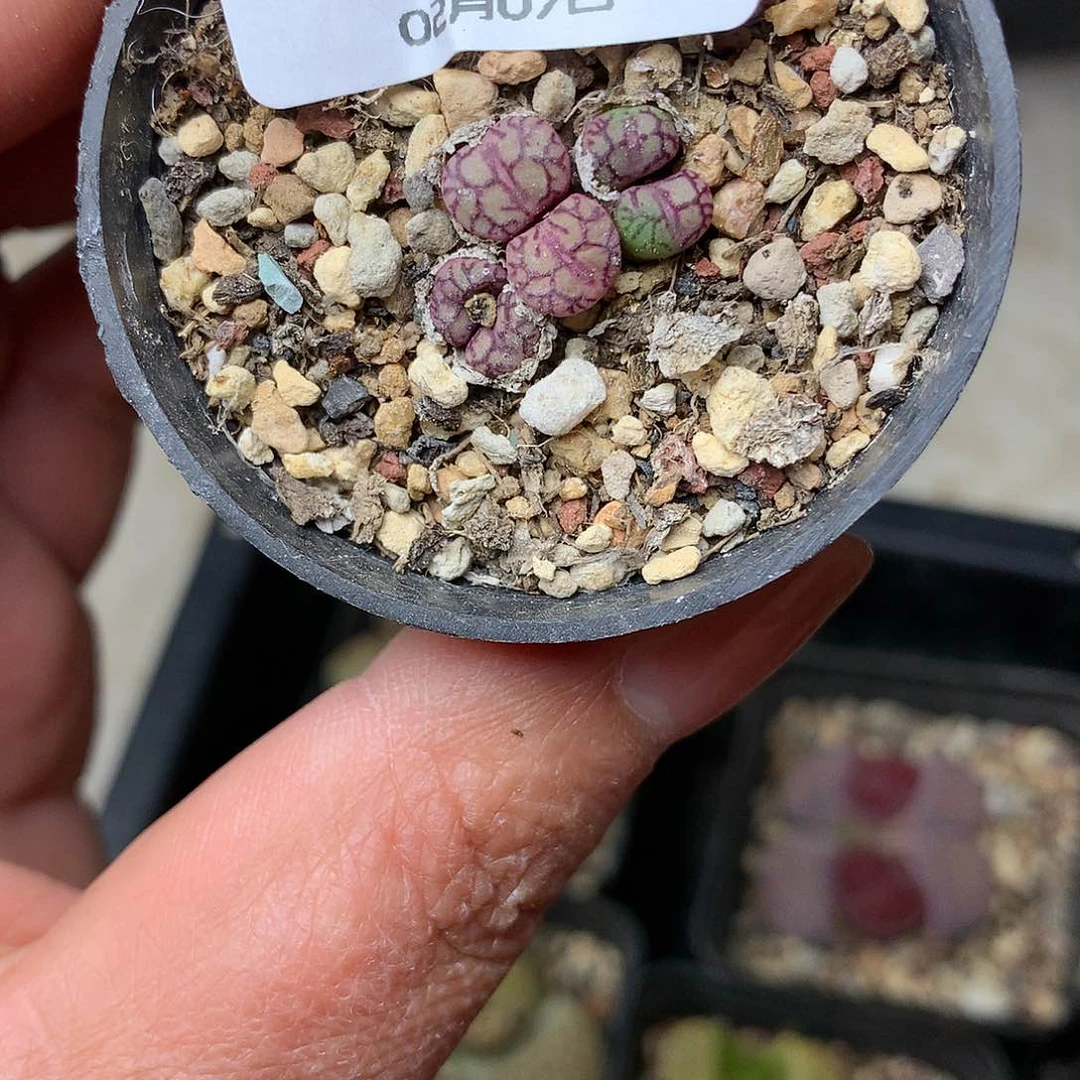 D168多肉植物保护研究所