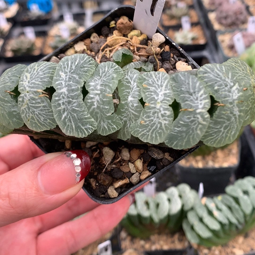 17号实生玉扇带盆土