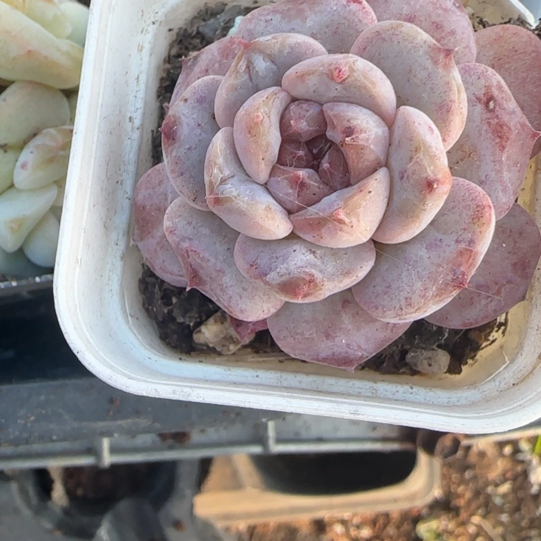 小卡拉米糖心一物一拍
