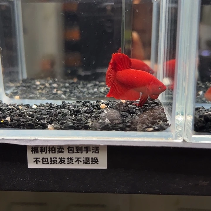 斗鱼一单包邮13日40