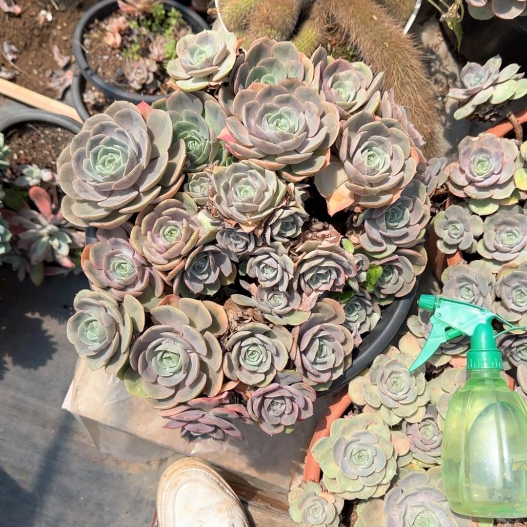 焦***丁多肉植物多肉植物