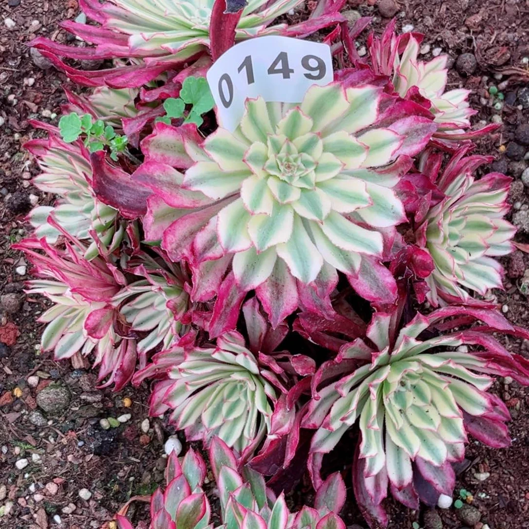 浪仙多肉特价发货