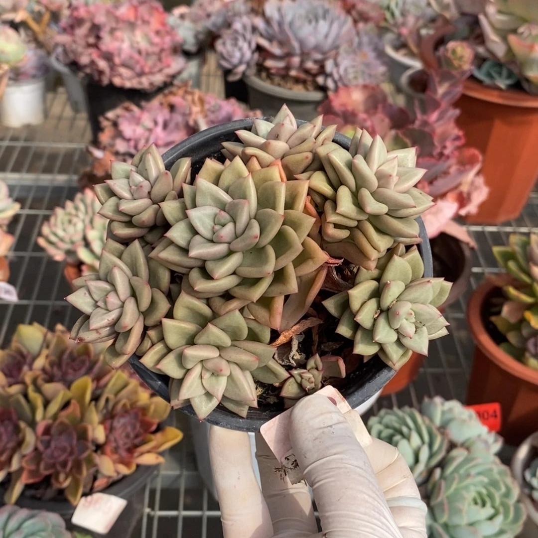 9044韩版象牙一物一拍