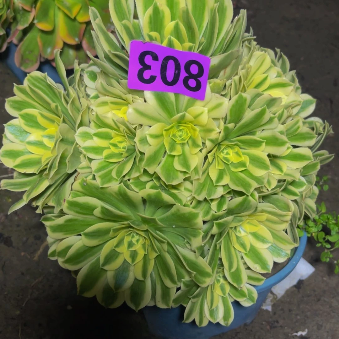 迈巴赫法师26//////40包邮