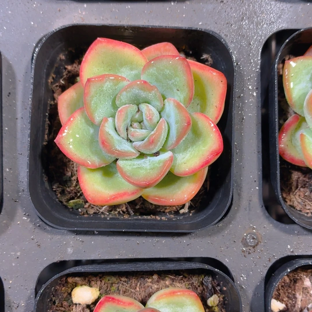 泡芙多肉9.9包邮发货