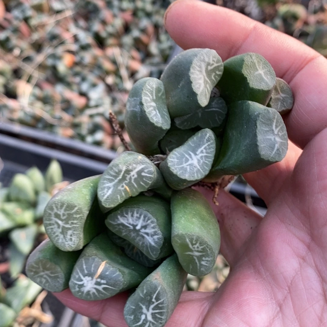 3012 一颗大雪葵万象 元旦福利