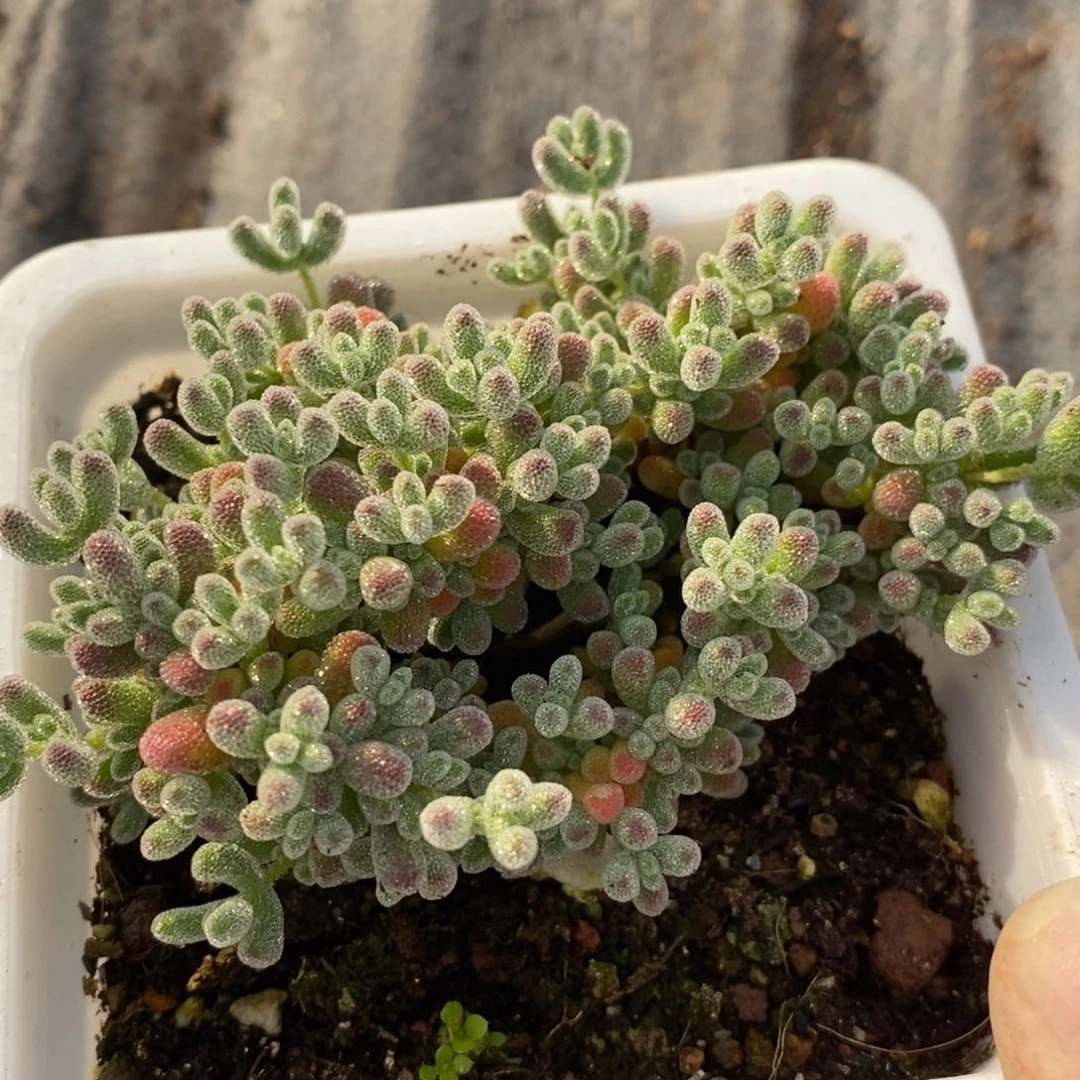 555优选粉冰晶。