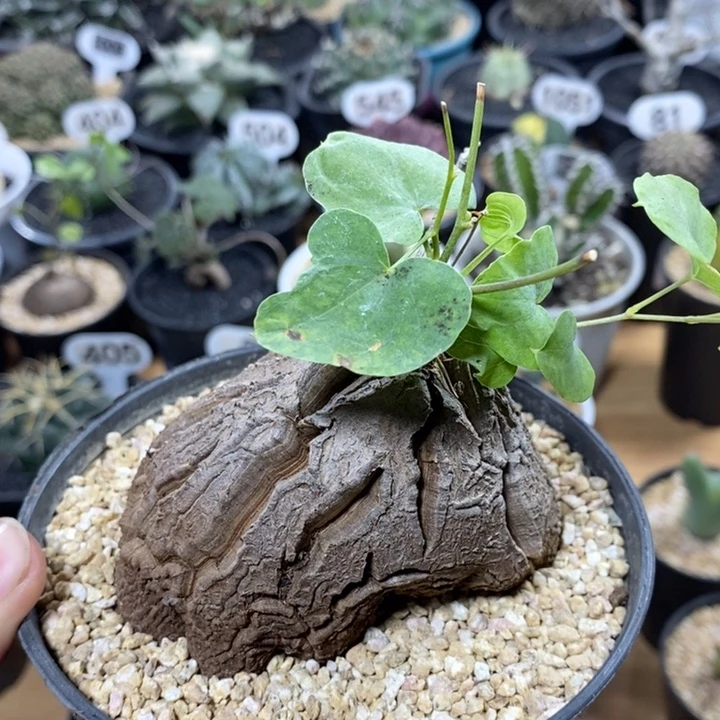 实生象足龟甲龙4号8.3cm