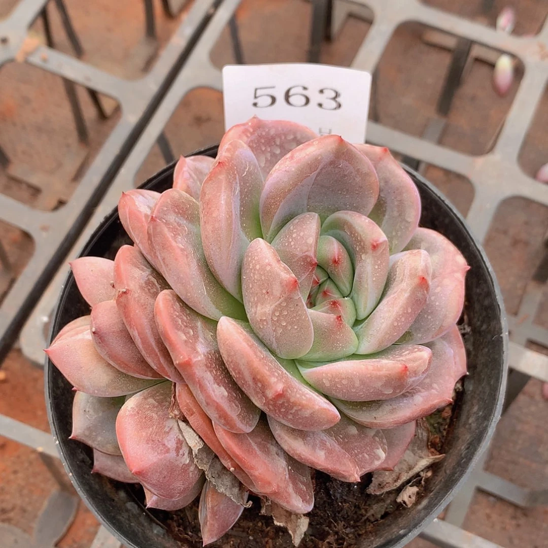 【闪购商品】云563号