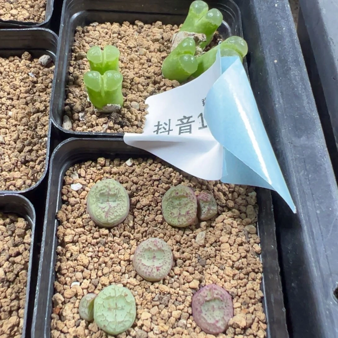 14-145肉锥多肉植物
