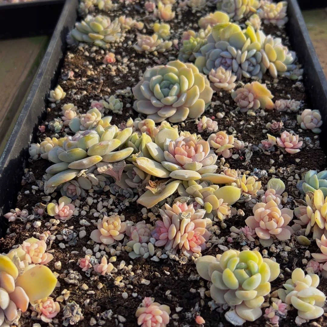 393多肉葡萄领导的关心