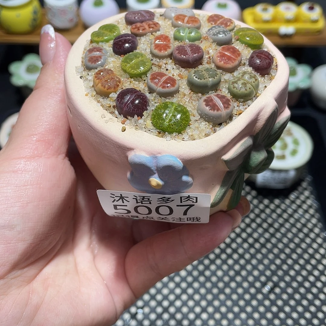 带盆土植物 一物一拍 5007