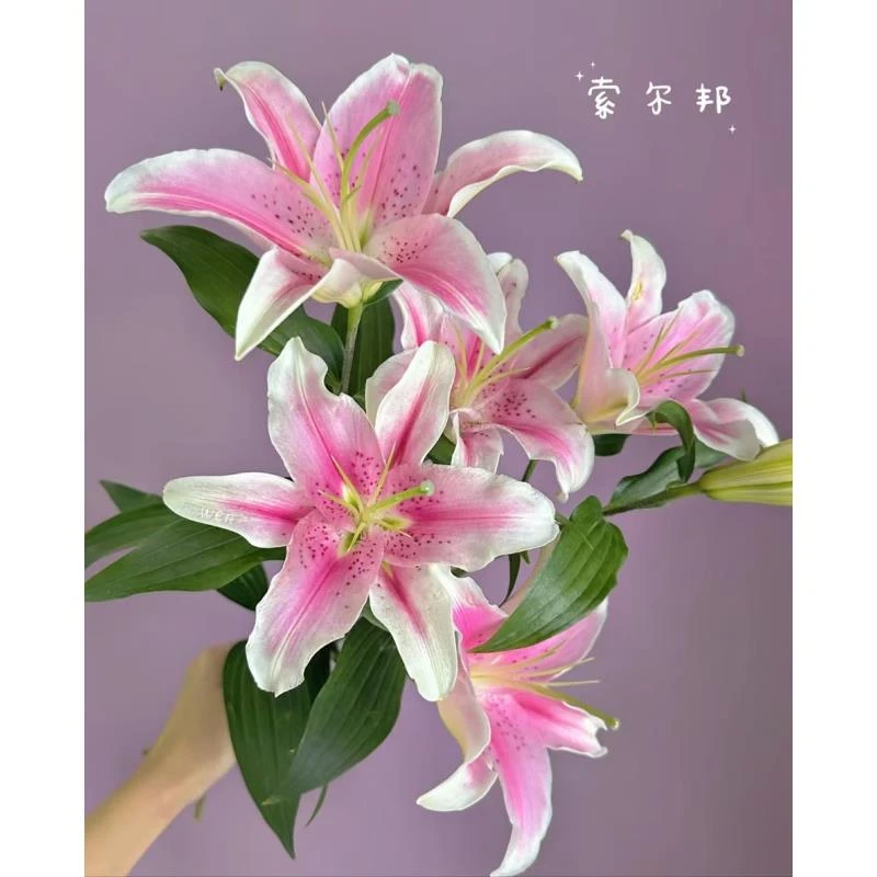 索尔邦3支多头粉色香水百合