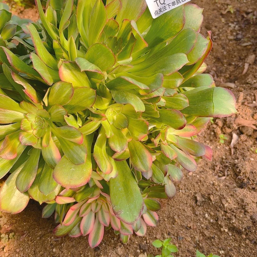 韶秀七彩多肉植物三号砍头群431